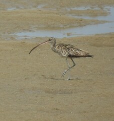 Numenius madagascariensis
