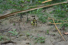 Graphium antiphates