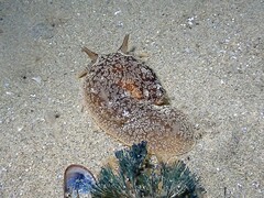 Pleurobranchaea maculata