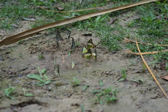 Graphium antiphates