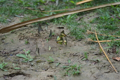 Graphium antiphates