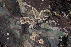 Protoparmeliopsis muralis