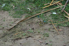 Graphium antiphates
