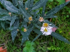 Symphyotrichum lanceolatum