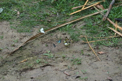 Graphium antiphates