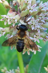 Megachile sculpturalis