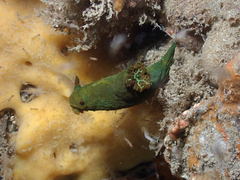 Tambja dracomus