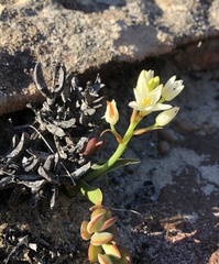 Ornithogalum