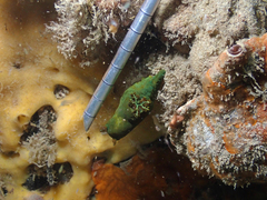 Tambja dracomus
