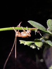 Camptonotus carolinensis