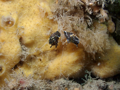 Polycera hedgpethi