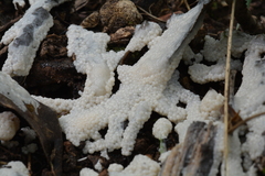 Didymium mucilago