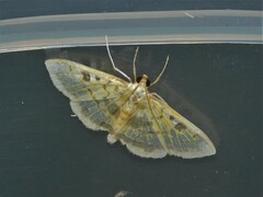 Pyrausta semilimbalis