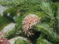 Polybranchia pallens