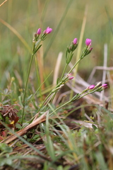Centaurium littorale
