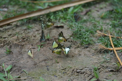 Graphium antiphates