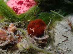 Madrella ferruginosa