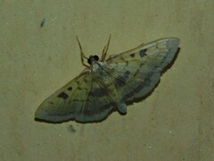 Pyrausta semilimbalis