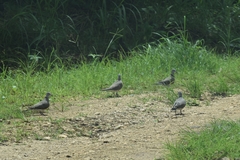 Streptopelia dusumieri