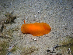 Doriopsilla carneola