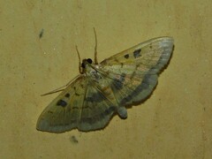 Pyrausta semilimbalis