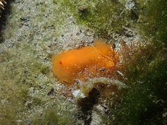 Doriopsilla carneola