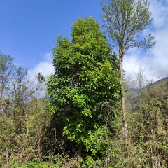 Pittosporum eugenioides