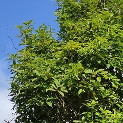 Pittosporum eugenioides