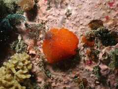 Doriopsilla carneola