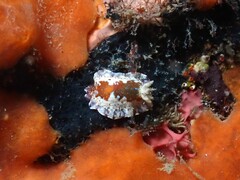 Chromodoris alternata