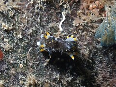 Polycera hedgpethi