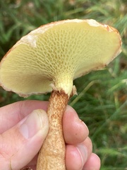 Suillus cavipes