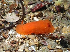 Doriopsilla carneola