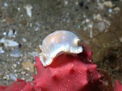 Goniobranchus epicurius