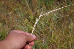 Stipa krylovii