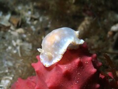 Goniobranchus epicurius