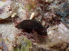 Dendrodoris arborescens