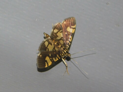 Pardomima phalaromima · iNaturalist