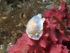 Goniobranchus epicurius