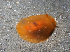 Doriopsilla carneola