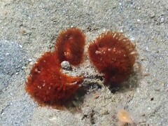 Madrella ferruginosa