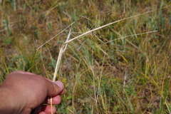 Stipa krylovii