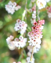 Micromyrtus
