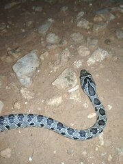 Hemorrhois hippocrepis