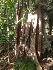 Ficus macrophylla columnaris