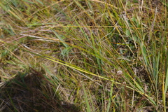 Stipa krylovii