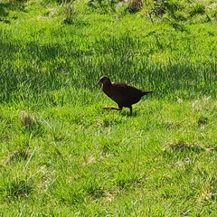 Gallirallus australis australis