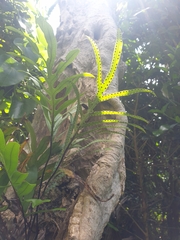 Microsorum pustulatum howense