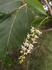Citharexylum spinosum