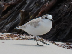 Charadrius marginatus marginatus